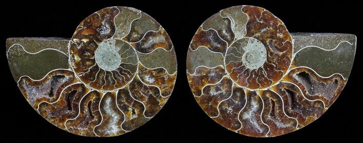 Polished Ammonite Pair - Agatized #59462